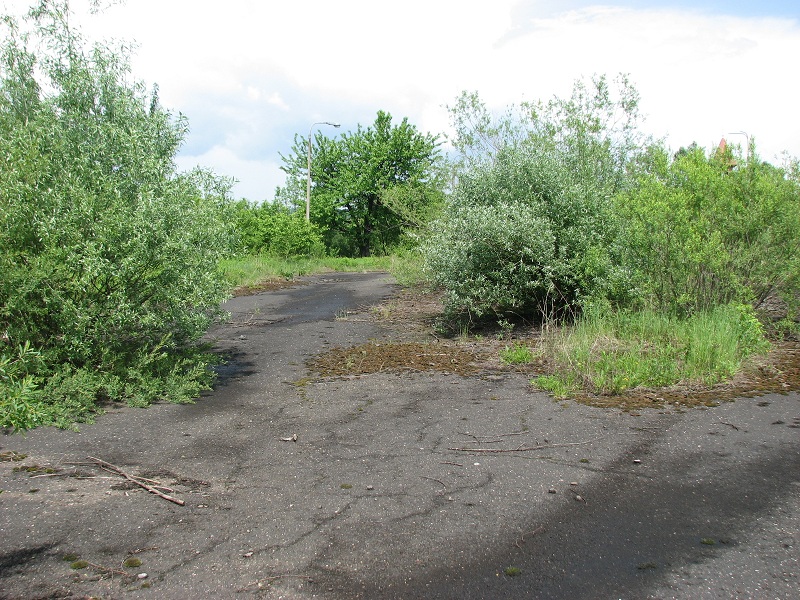 Zarośnięta, zniszczona droga asfaltowa z zielenią po bokach. Widok na drzewa i niebo w tle.